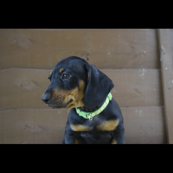 Dachshund (Standard &amp; Miniature) - Both