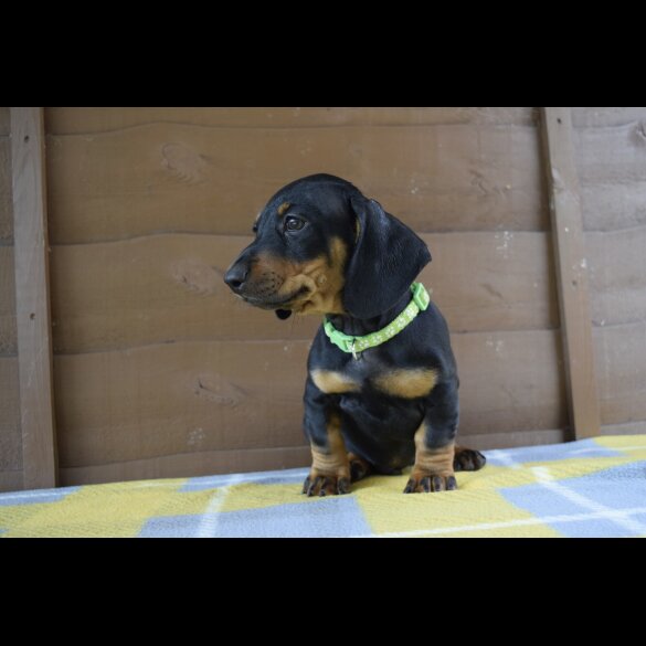 Dachshund (Standard &amp; Miniature) - Both