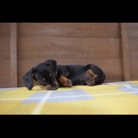 Dachshund (Standard &amp; Miniature) - Both