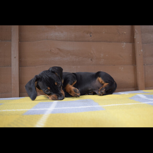 Dachshund (Standard &amp; Miniature) - Both