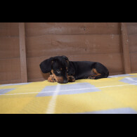 Dachshund (Standard &amp; Miniature) - Both