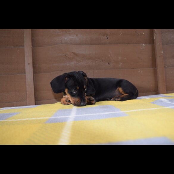 Dachshund (Standard &amp; Miniature) - Both