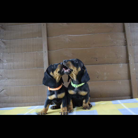 Dachshund (Standard &amp; Miniature) - Both