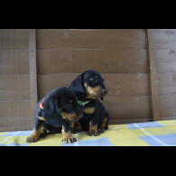 Dachshund (Standard &amp; Miniature) - Both