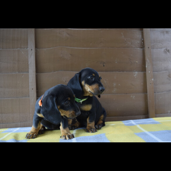 Dachshund (Standard &amp; Miniature) - Both