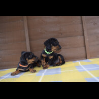 Dachshund (Standard &amp; Miniature) - Both