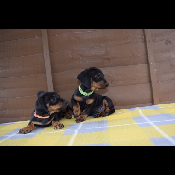 Dachshund (Standard &amp; Miniature) - Both