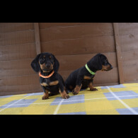 Dachshund (Standard &amp; Miniature) - Both