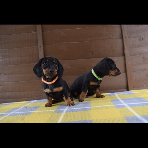 Dachshund (Standard &amp; Miniature) - Both