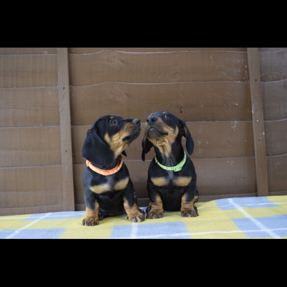 Dachshund (Standard &amp; Miniature) - Both