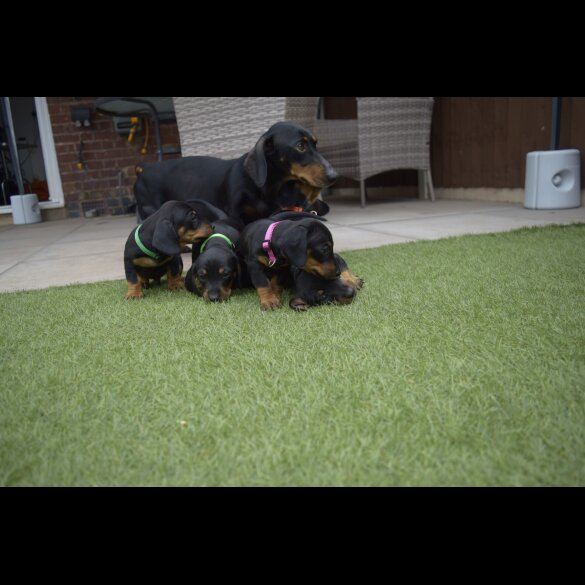 Dachshund (Standard &amp; Miniature) - Both
