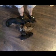 Dachshund (Standard &amp; Miniature) - Both