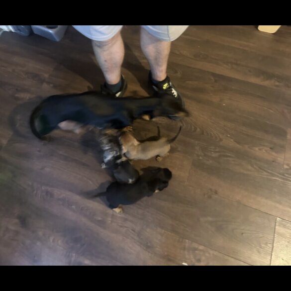 Dachshund (Standard &amp; Miniature) - Both