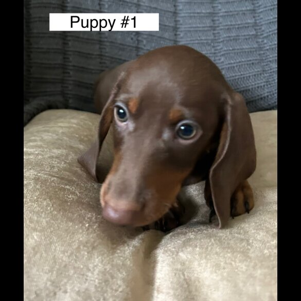 Dachshund (Standard &amp; Miniature) - Dogs