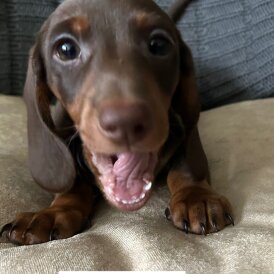 Dachshund (Standard &amp; Miniature) - Dogs