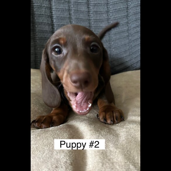 Dachshund (Standard &amp; Miniature) - Dogs