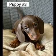 Dachshund (Standard &amp; Miniature) - Dogs