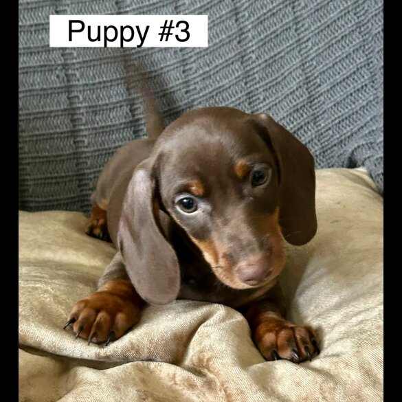Dachshund (Standard &amp; Miniature) - Dogs