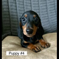 Dachshund (Standard &amp; Miniature) - Dogs
