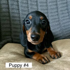 Dachshund (Standard &amp; Miniature) - Dogs