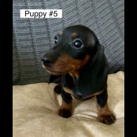 Dachshund (Standard &amp; Miniature) - Dogs
