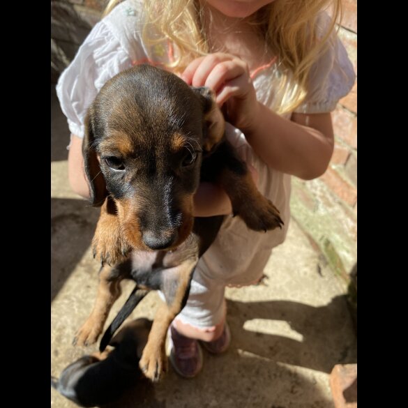 Dachshund (Standard &amp; Miniature) - Dogs