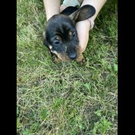 Dachshund (Standard &amp; Miniature) - Dogs