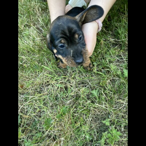 Dachshund (Standard &amp; Miniature) - Dogs