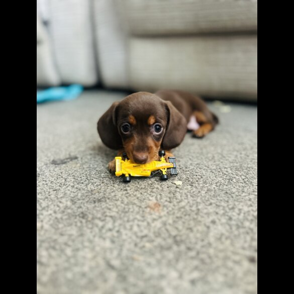 Dachshund (Standard &amp; Miniature) - Bitches