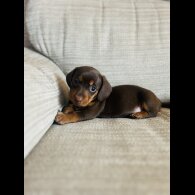 Dachshund (Standard &amp; Miniature) - Bitches
