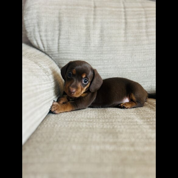 Dachshund (Standard &amp; Miniature) - Bitches