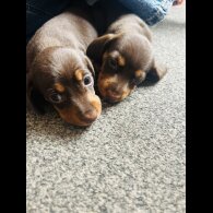 Dachshund (Standard &amp; Miniature) - Bitches
