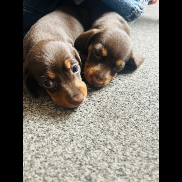 Dachshund (Standard &amp; Miniature) - Bitches