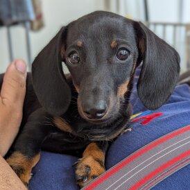 Dachshund (Standard &amp; Miniature) - Bitches