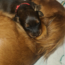 Dachshund (Standard &amp; Miniature) - Both