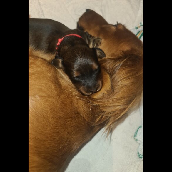 Dachshund (Standard &amp; Miniature) - Both