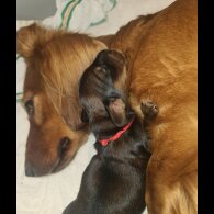 Dachshund (Standard &amp; Miniature) - Both