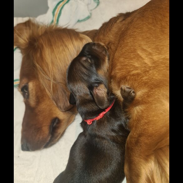 Dachshund (Standard &amp; Miniature) - Both