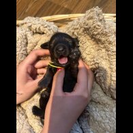 Dachshund (Standard &amp; Miniature) - Both