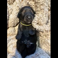 Dachshund (Standard &amp; Miniature) - Both