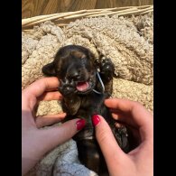 Dachshund (Standard &amp; Miniature) - Both