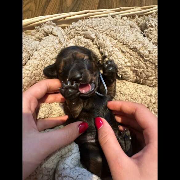 Dachshund (Standard &amp; Miniature) - Both