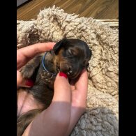 Dachshund (Standard &amp; Miniature) - Both