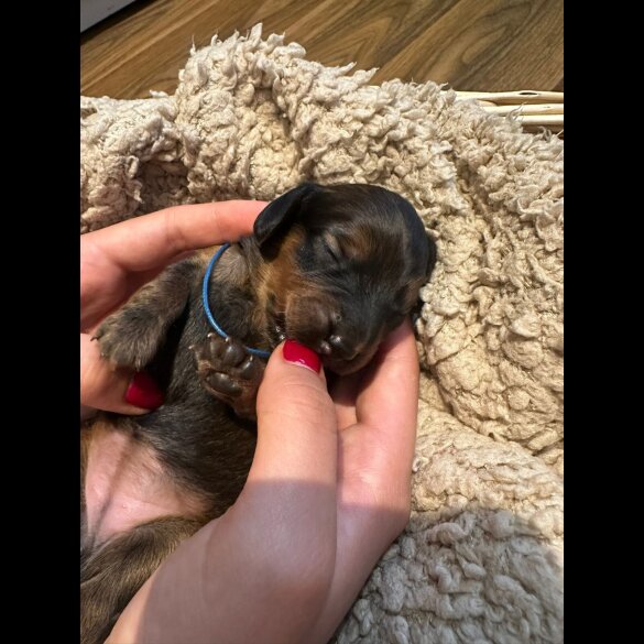 Dachshund (Standard &amp; Miniature) - Both