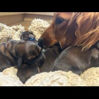 Dachshund (Standard &amp; Miniature) - Both