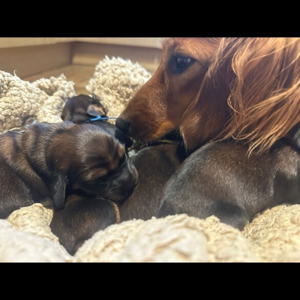 Dachshund (Standard &amp; Miniature) - Both