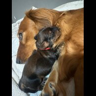 Dachshund (Standard &amp; Miniature) - Both