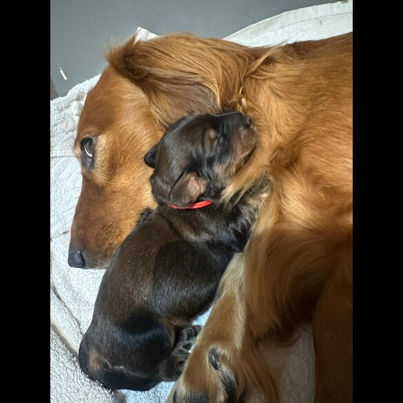 Dachshund (Standard &amp; Miniature) - Both