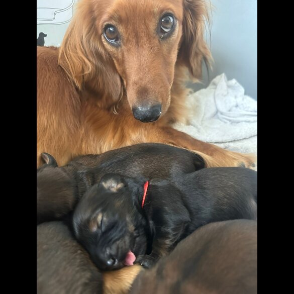 Dachshund (Standard &amp; Miniature) - Both