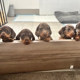 Dachshund (Standard &amp; Miniature) - Both